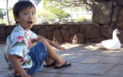 Boy's Hawaiian Shirts